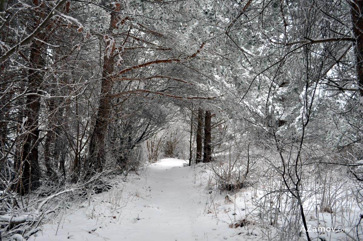 a winter hike from simeonovo to hut aleko