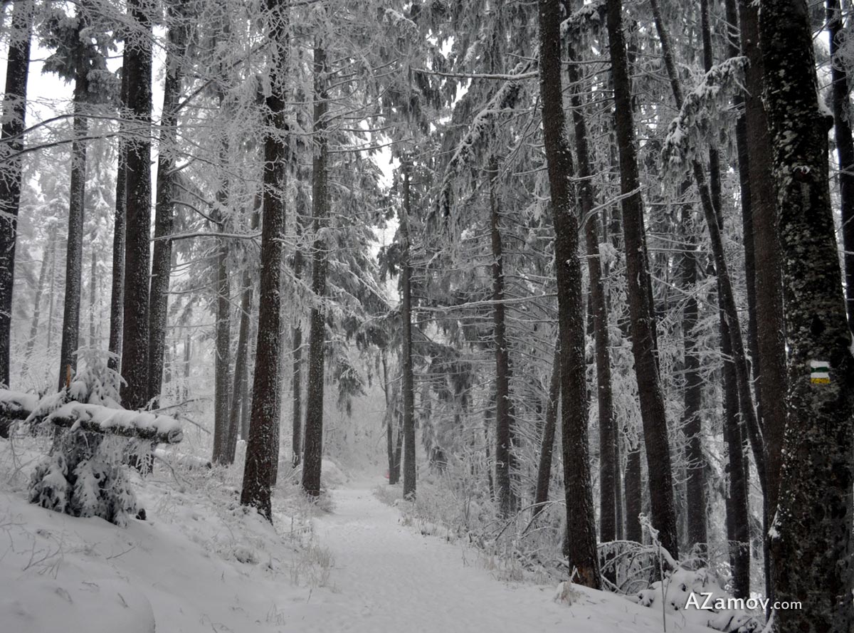 a winter hike to hut edelweiss from boyana