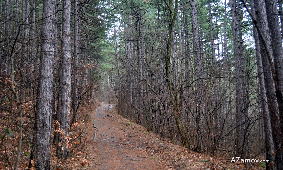 a hike in the lozen mountain from pancharevo