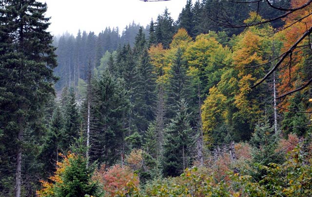 vitosha mountain